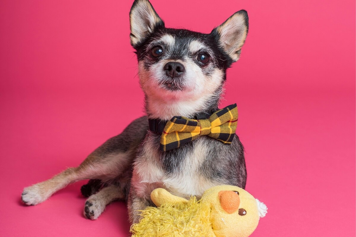 why do dogs shake their toys-3