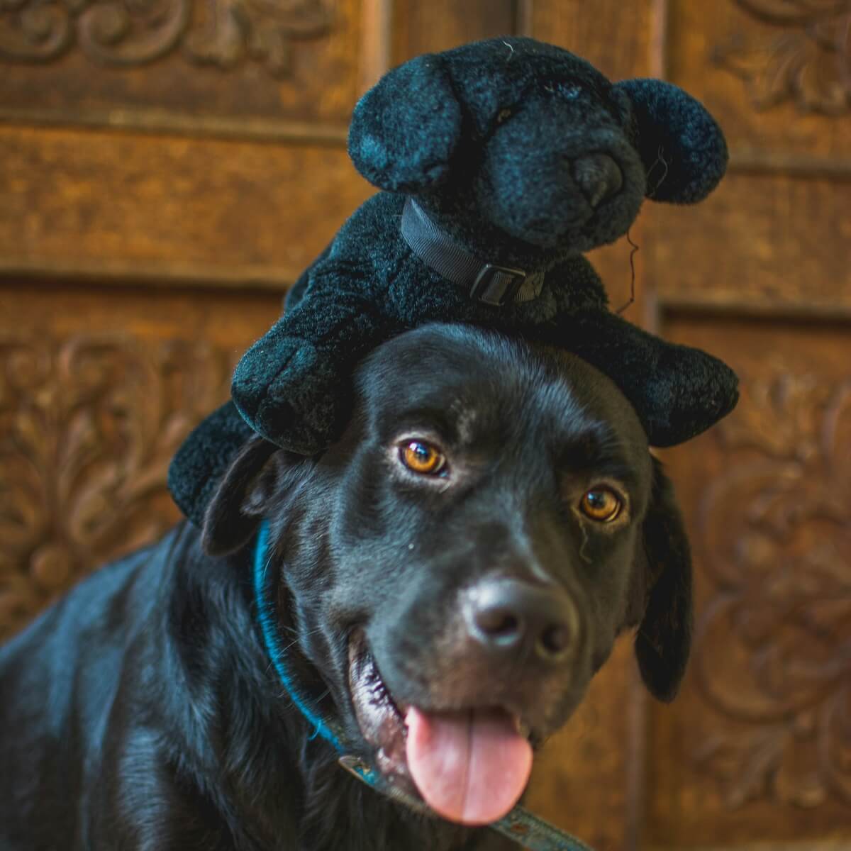 why do dogs shake their toys-6