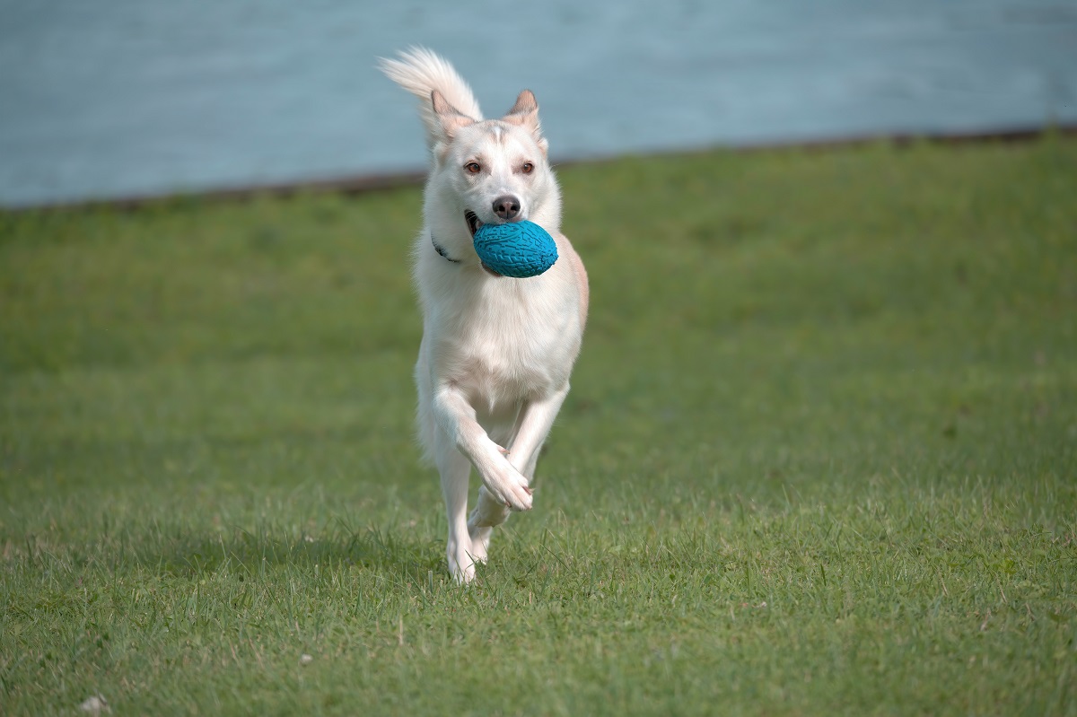 what color toys are best for dog