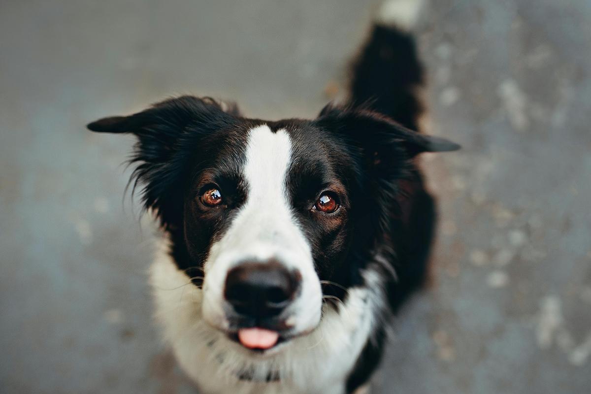 pexels-photo-1938125