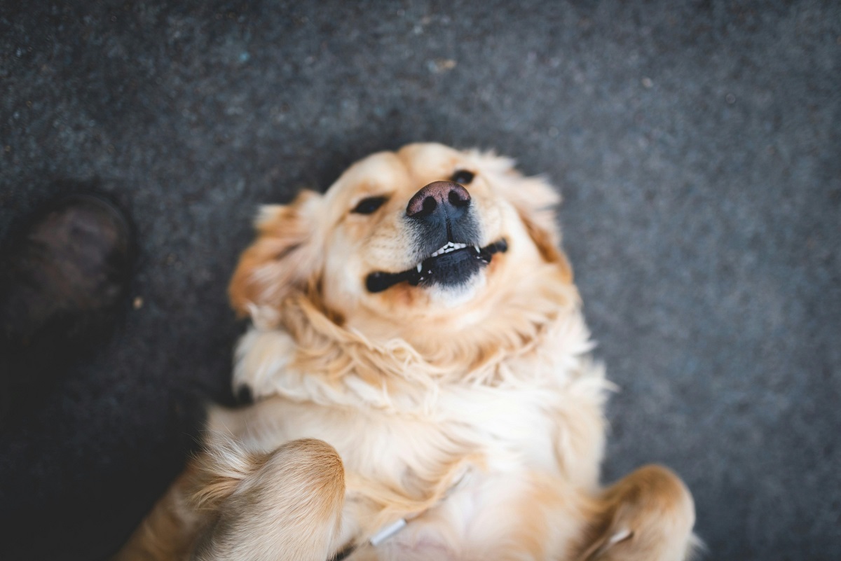 why does my dog smile when i come home-1