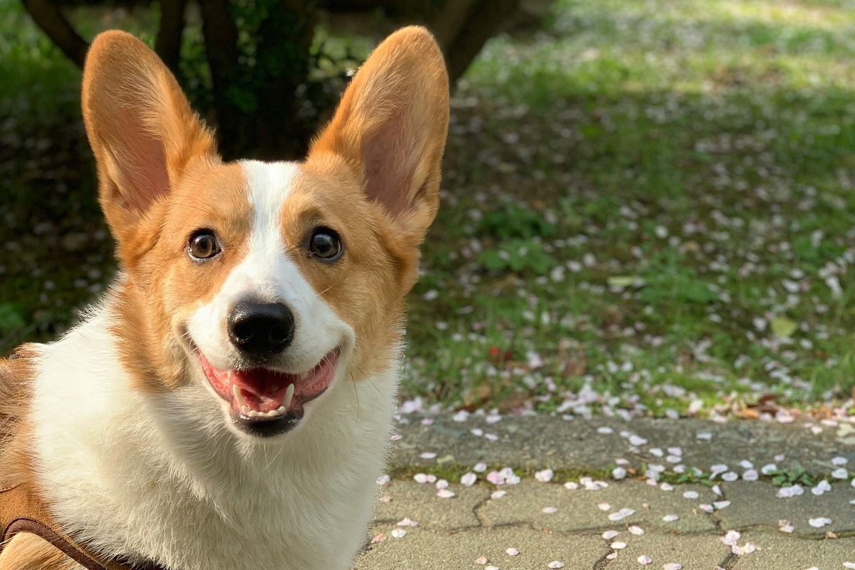 why does my dog smile when i come home-2