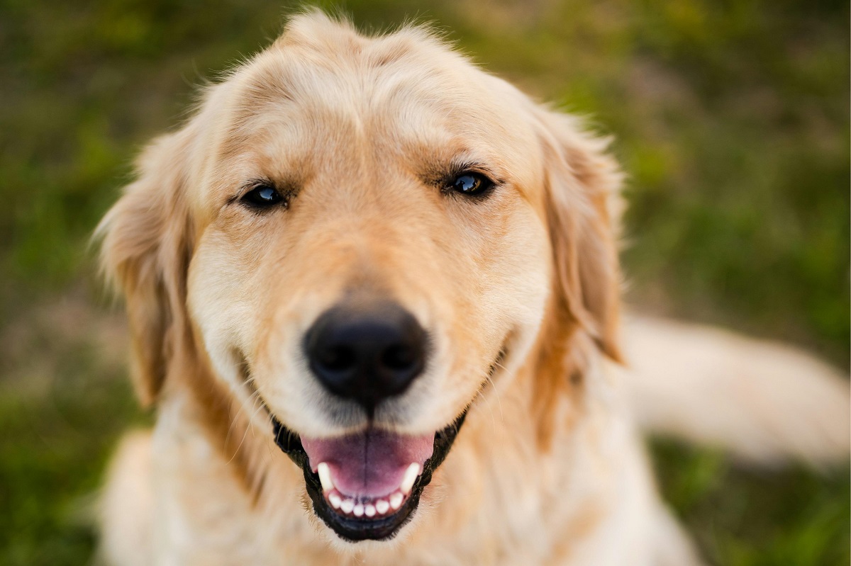 why does my dog smile when i come home-6