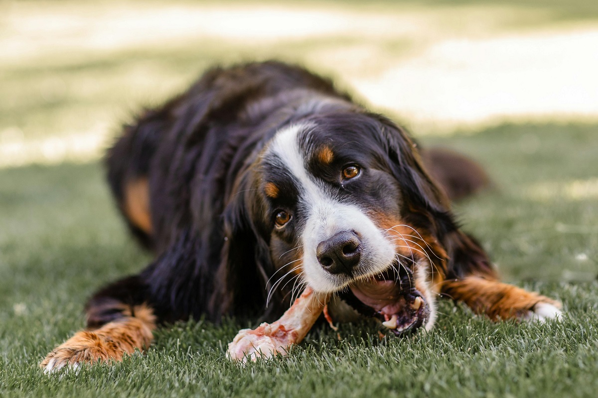 why do dogs bury bones