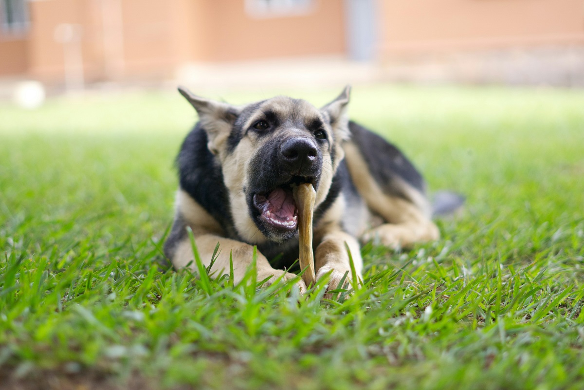 why do dogs bury bones-2