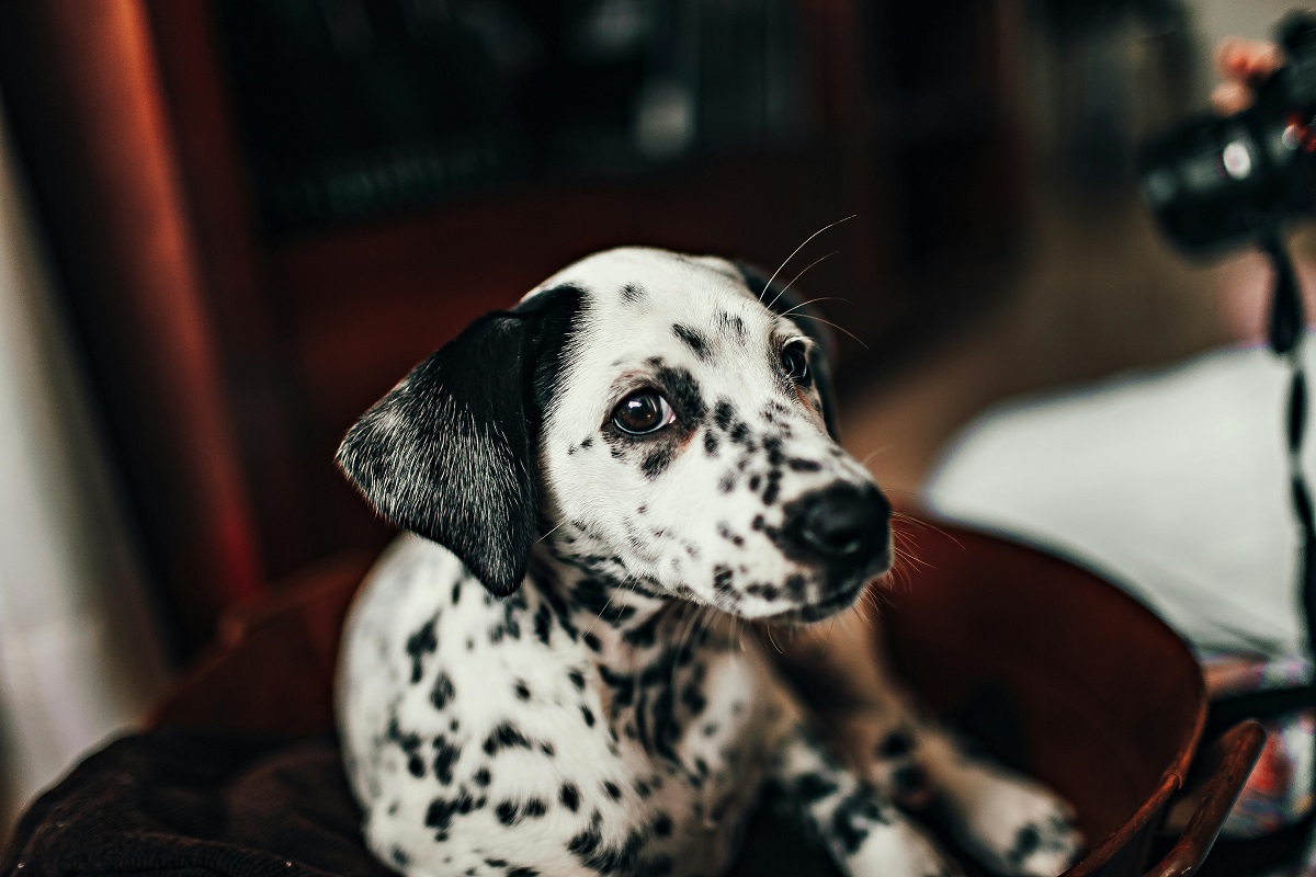 how to calm a dog down