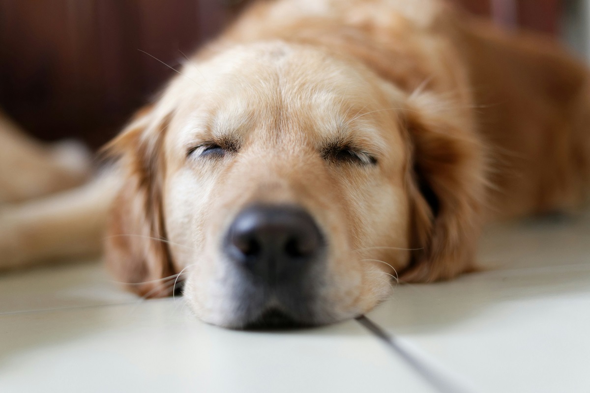 how to calm a dog down-2