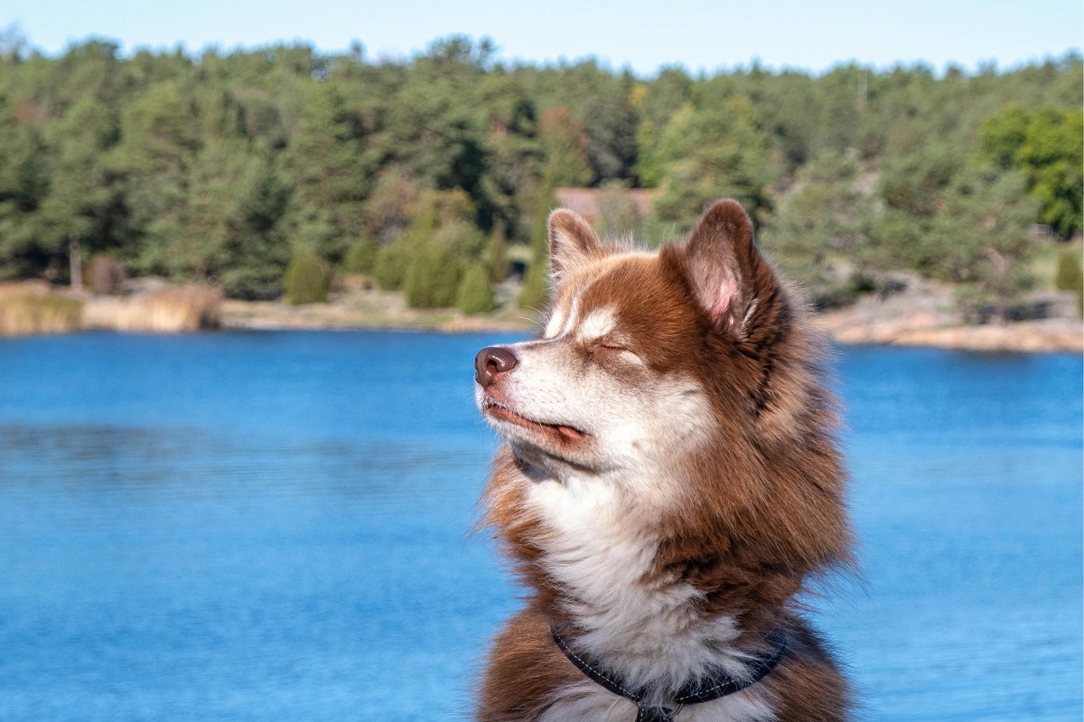 how to calm a dog down-3