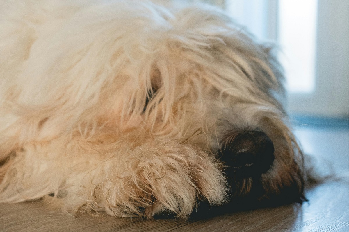 how to calm a dog down-4