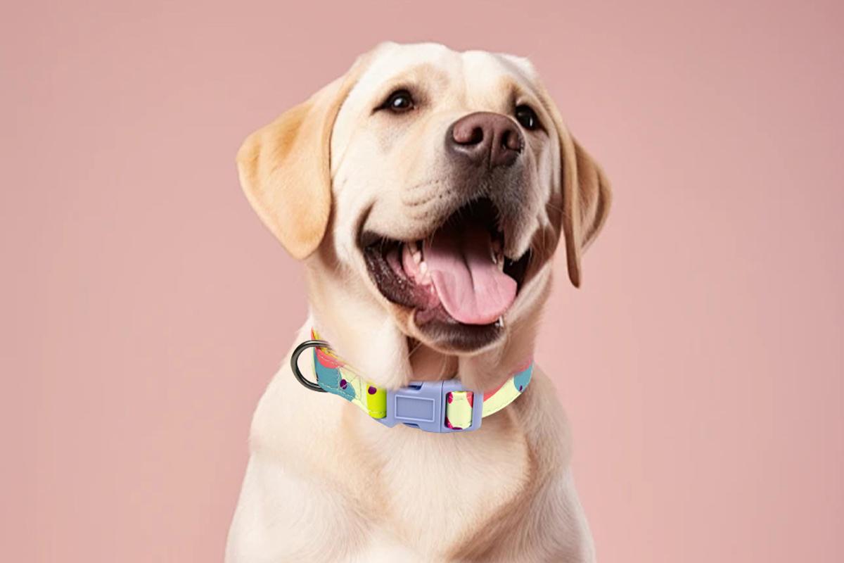 is a collar or harness better for a puppy