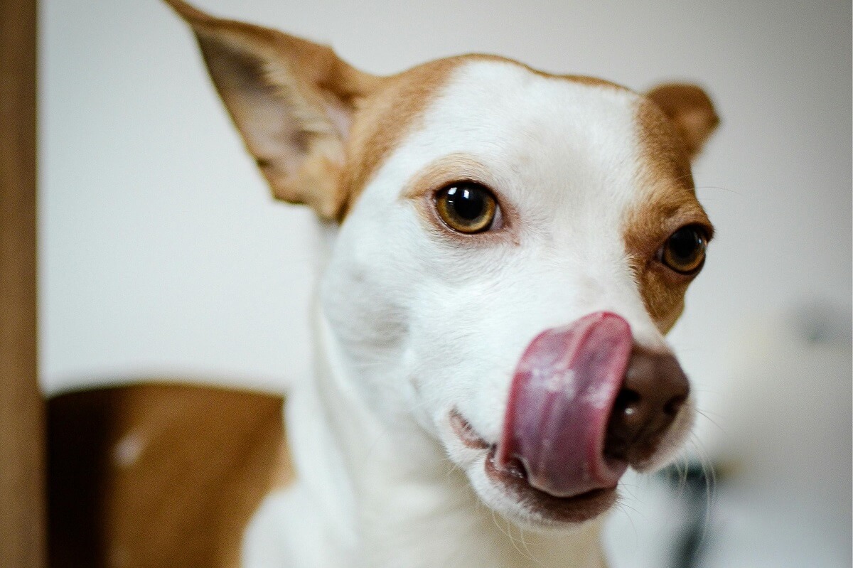why do dogs lick your face-2