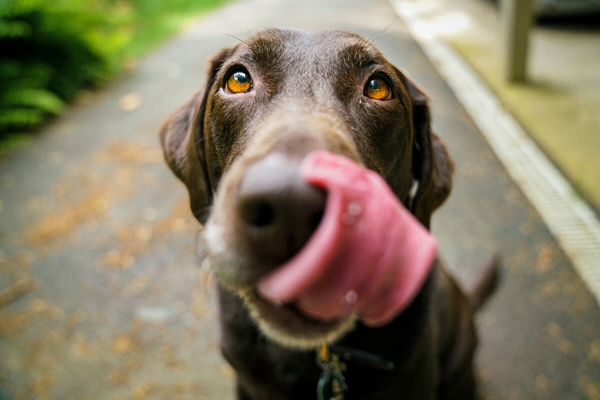 why do dogs lick your face-3