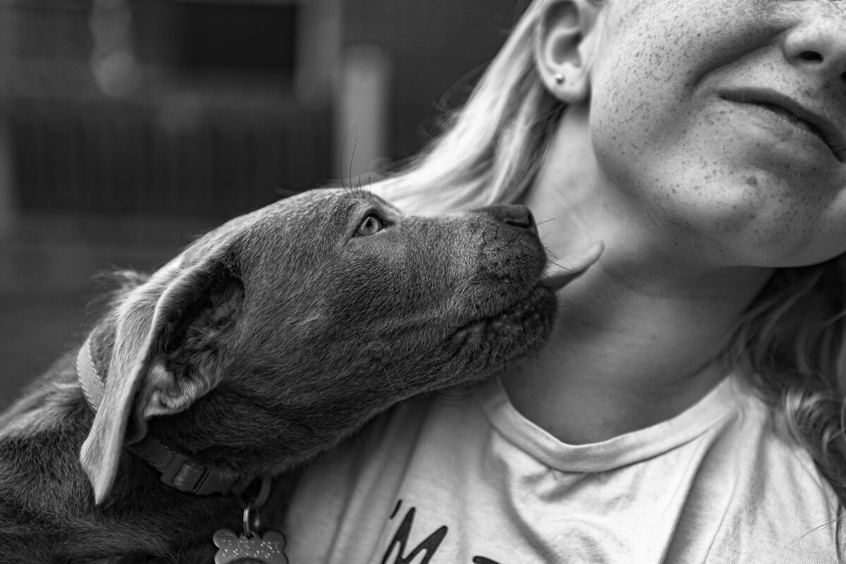 why do dogs lick your face-4