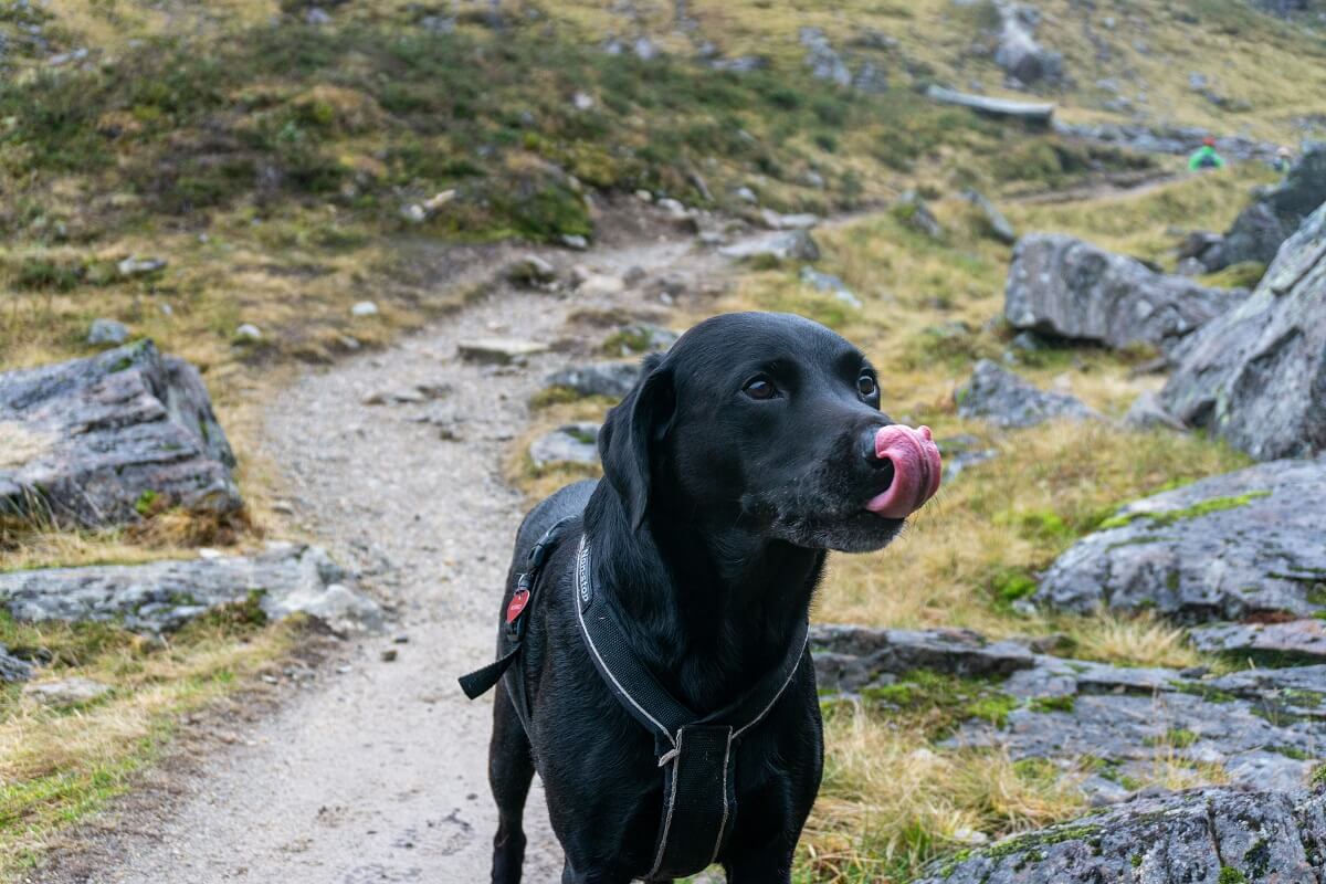 why do dogs lick your face-1