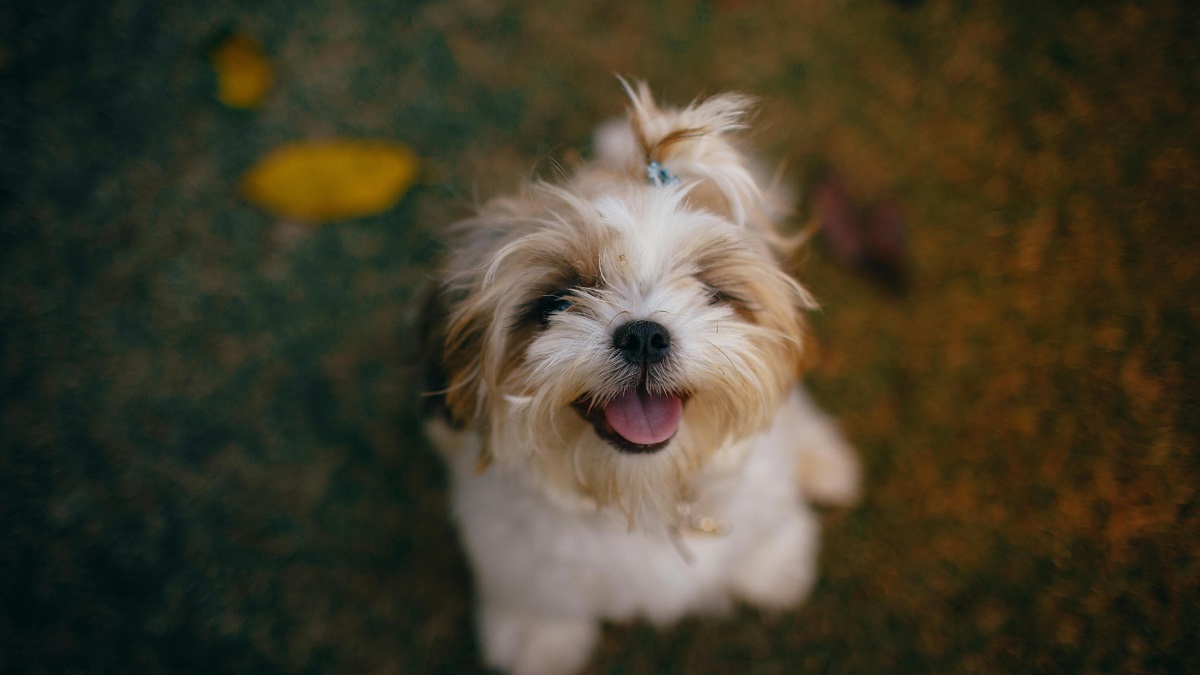 why are dogs better than cats-3