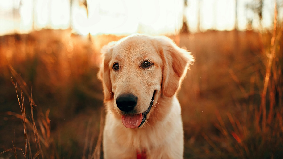 why are dogs better than cats-4