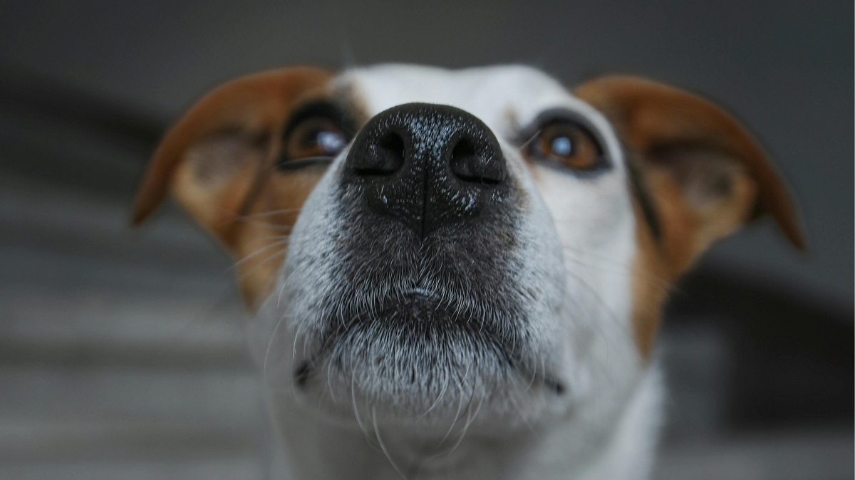 why are dogs better than cats-6