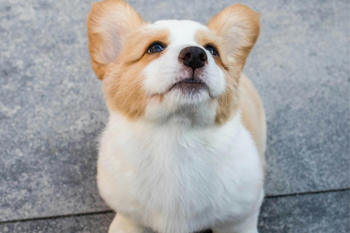 why are dogs better than cats-1