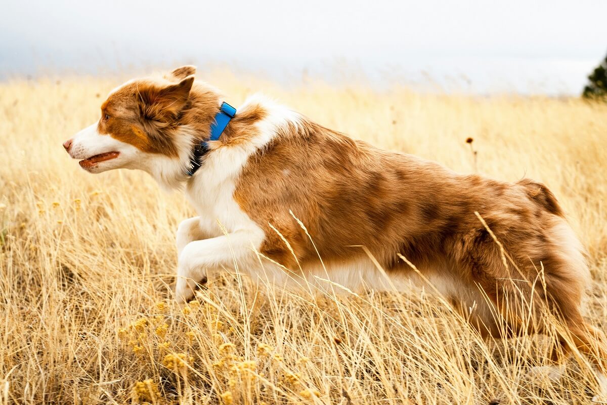 How Often Should You Walk Your Dog-1