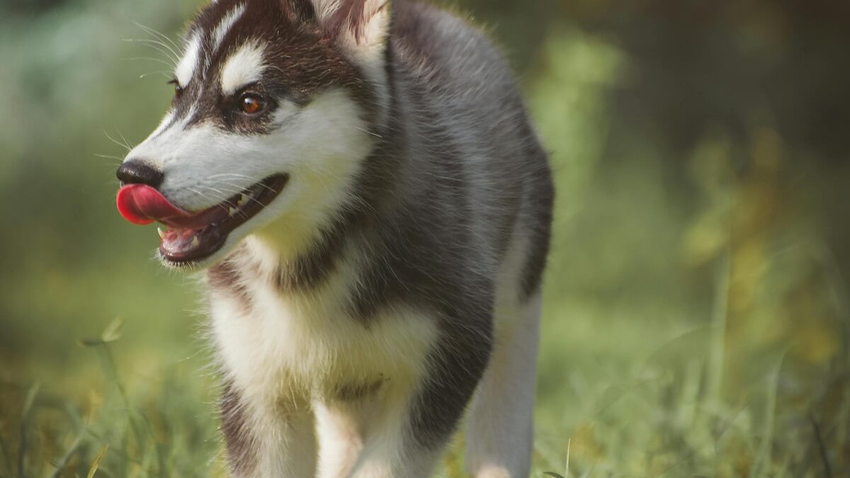 How Often Should You Walk Your Dog-2