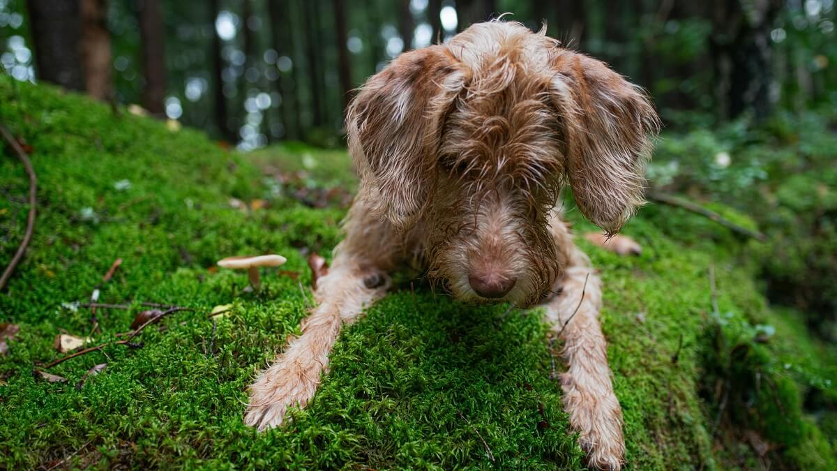 How Often Should You Walk Your Dog-3