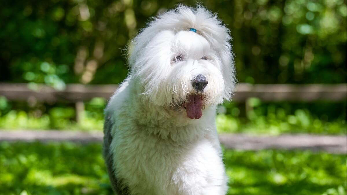 How Often Should You Walk Your Dog-4