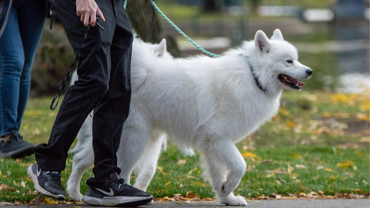 How Often Should You Walk Your Dog-5