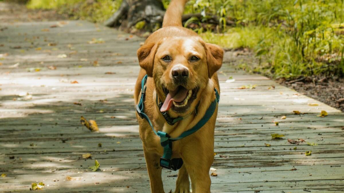 How Often Should You Walk Your Dog-6