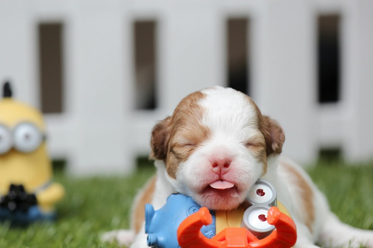 when do dogs start walking-6