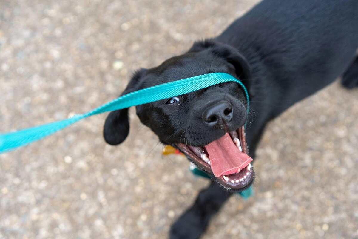 when do dogs start walking-2