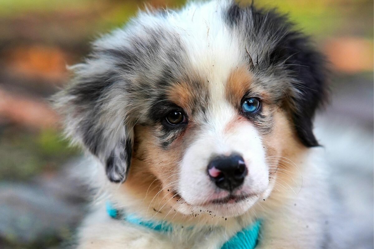 when do dogs start walking-5