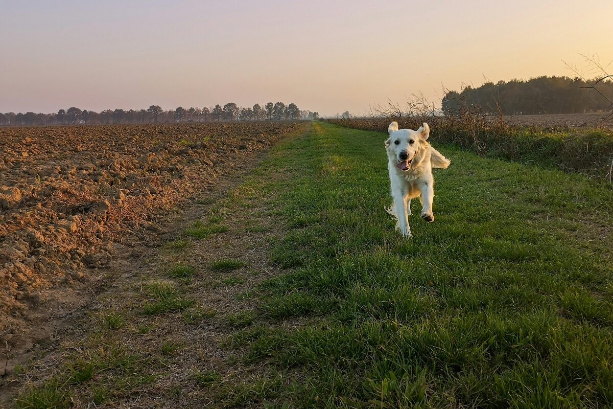 when do dogs start walking-4