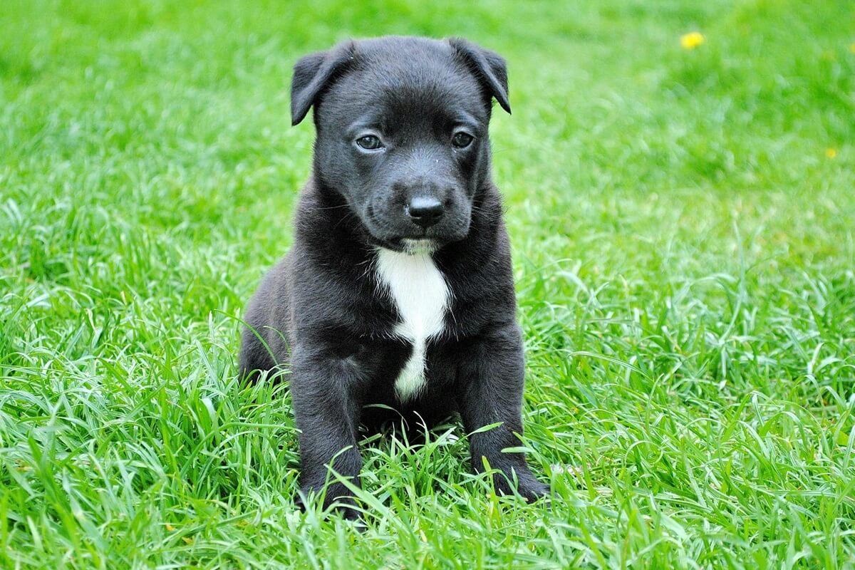 when do dogs start walking-7