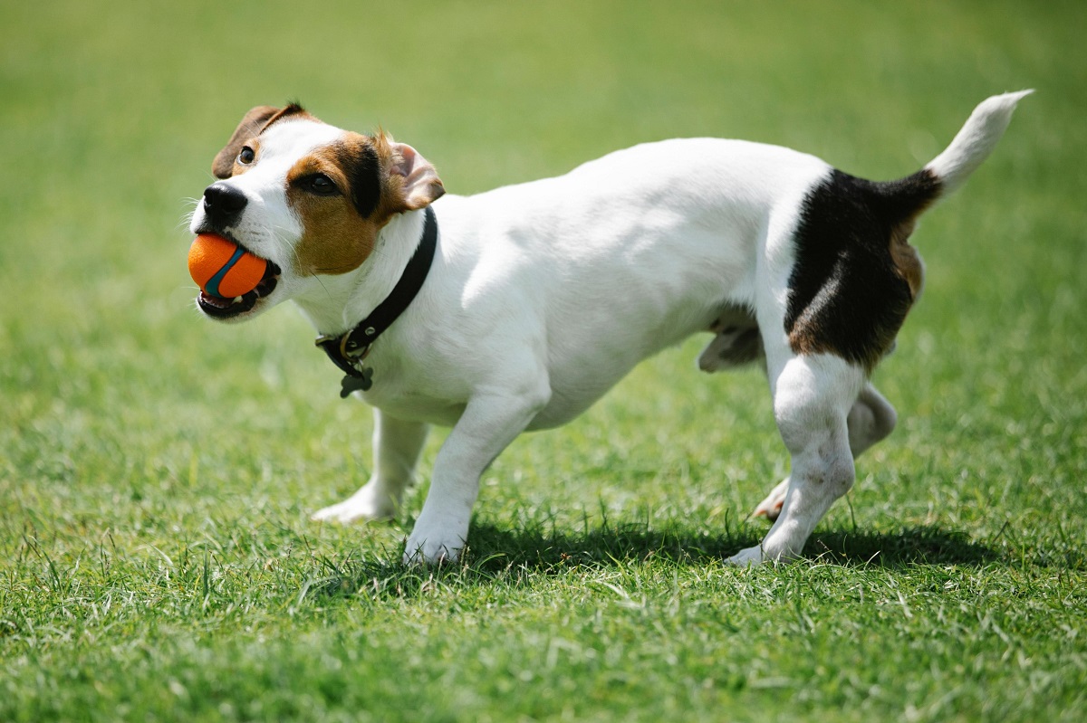 puppy training schedule by age