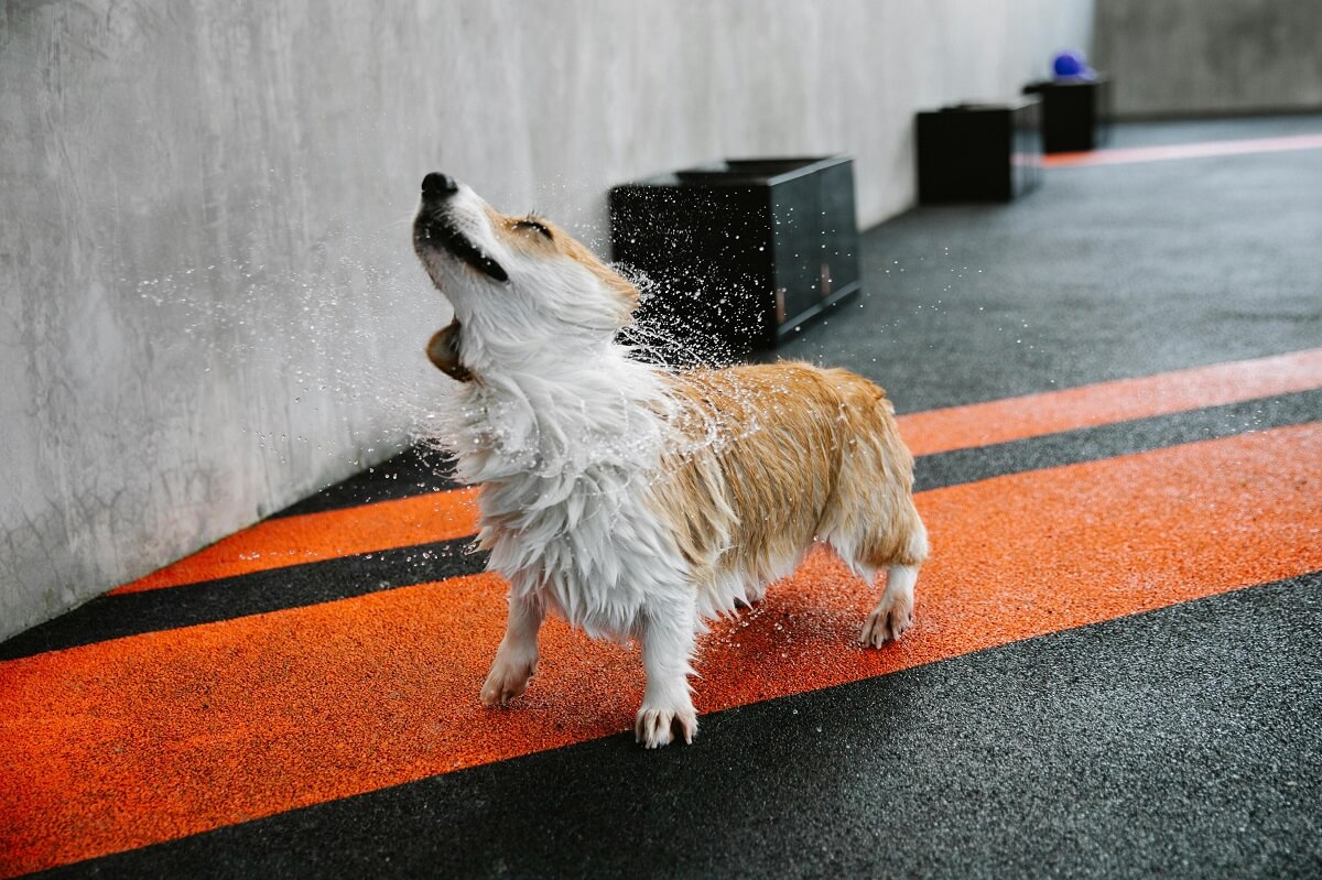 why is my dog trembling and shaking