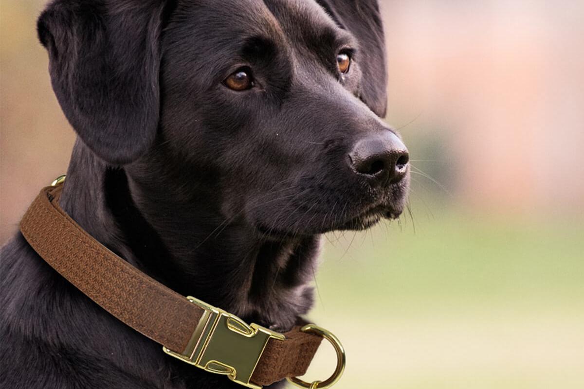 hiking dog leash