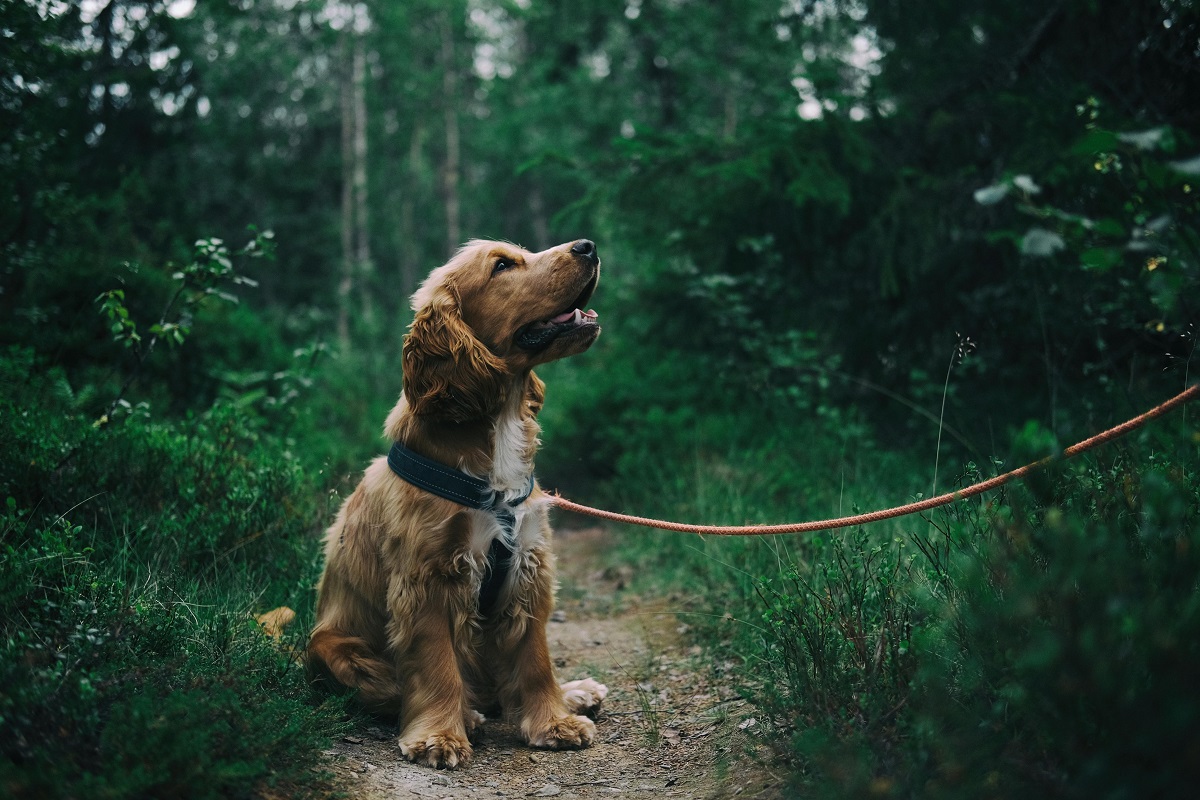 best hiking dogs
