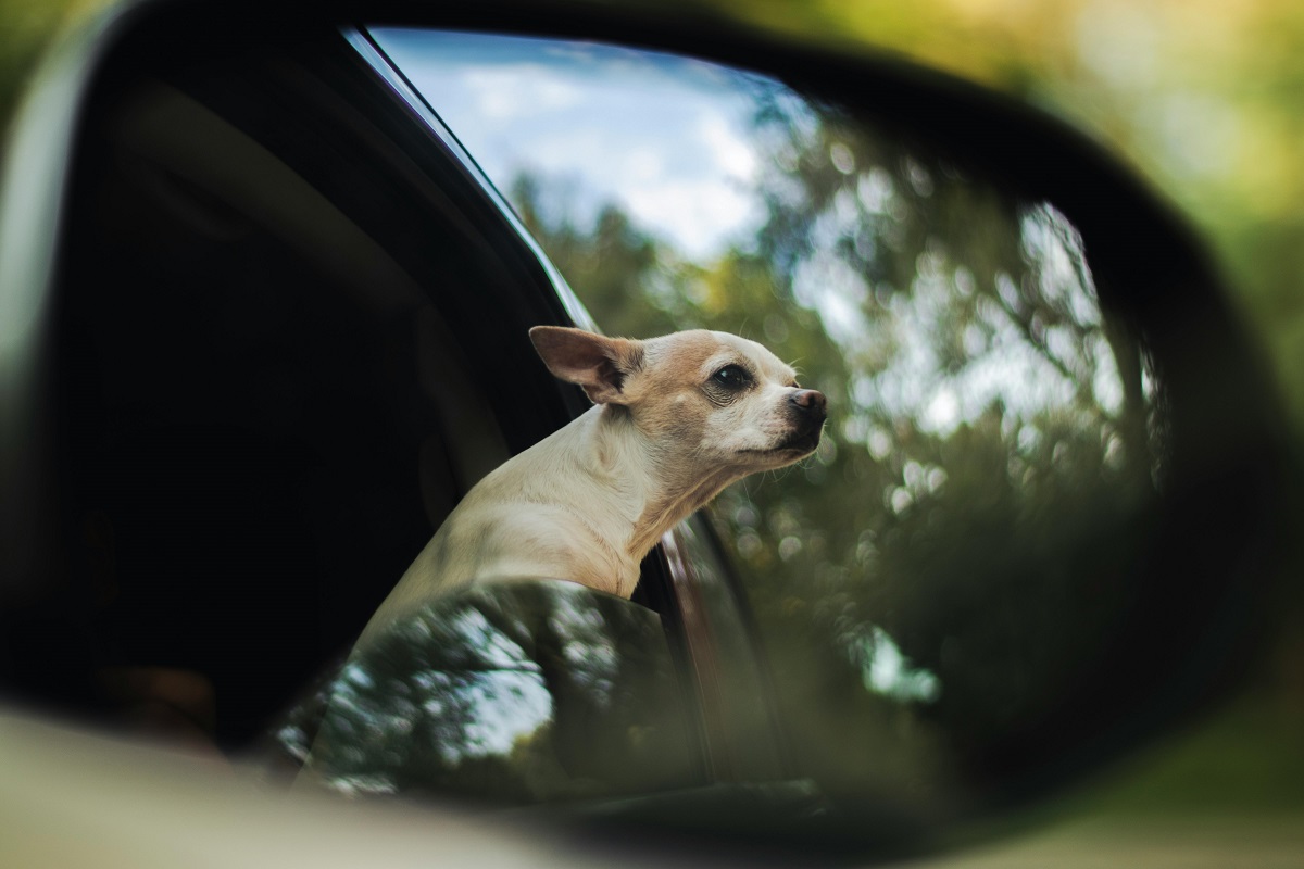 dog gets car sick