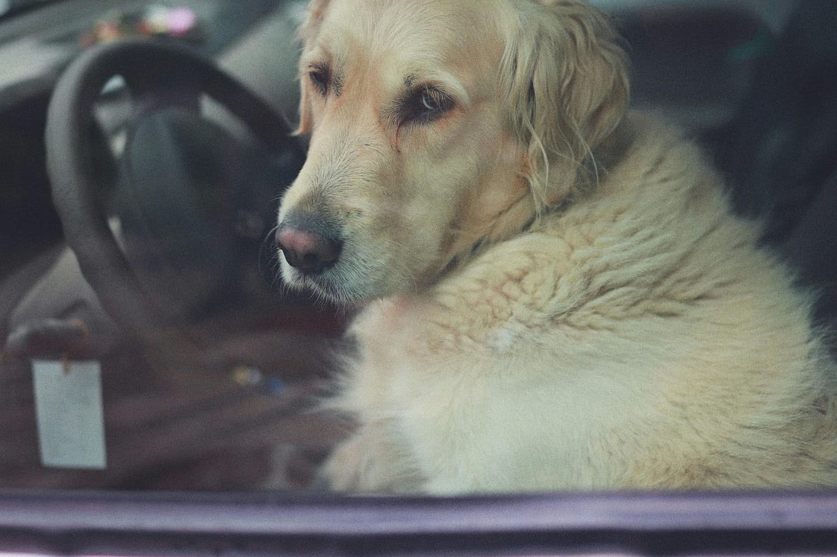 can you leave a dog in the car