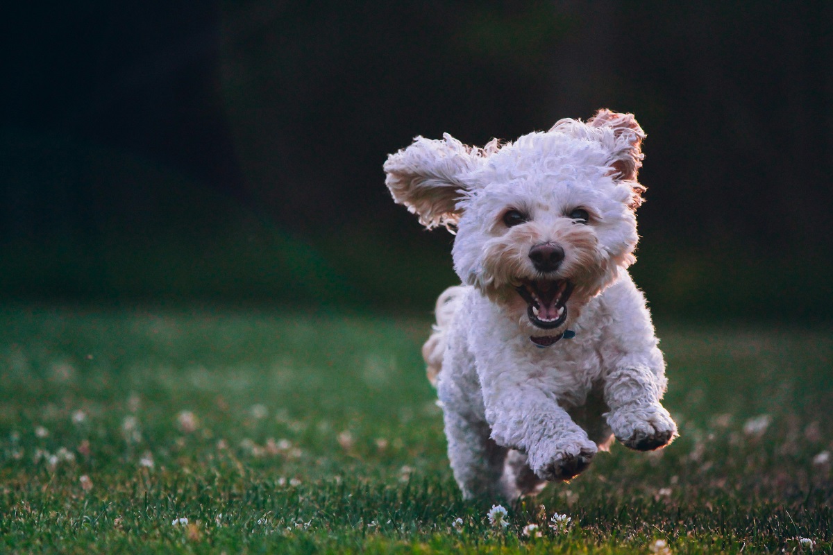 easy walk harness