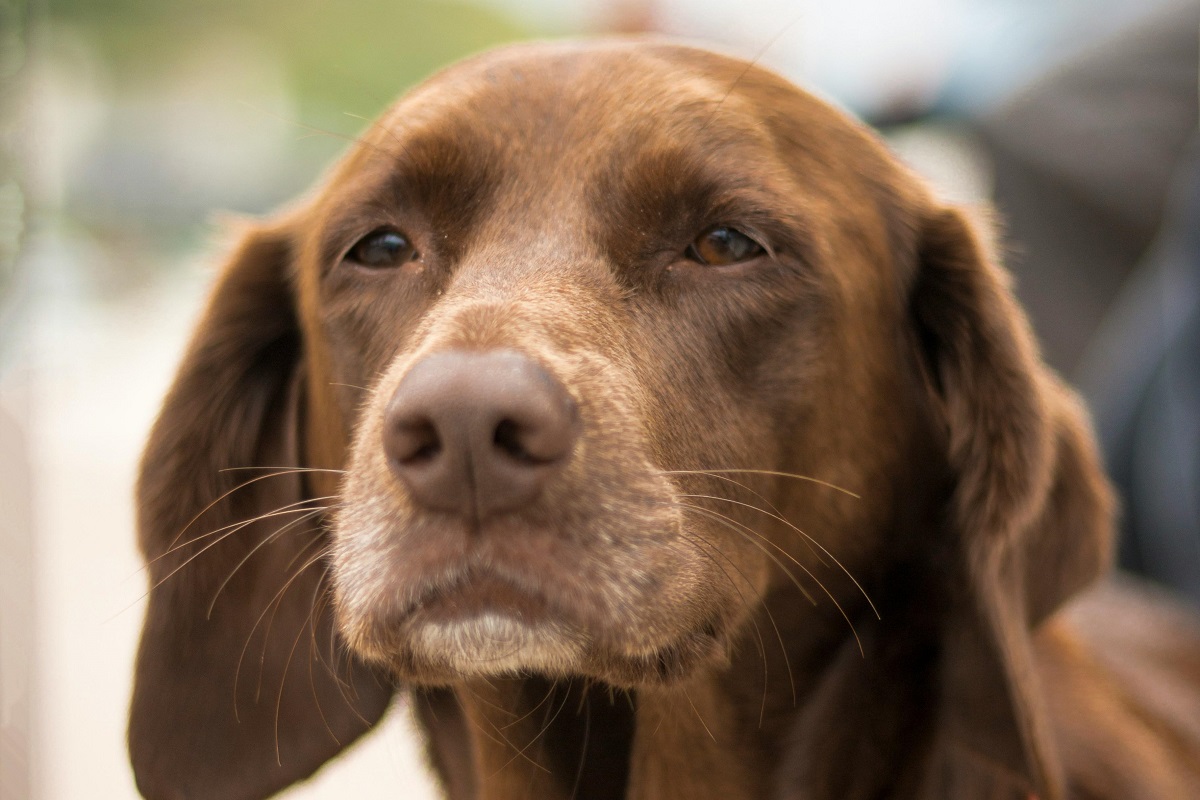 why do dogs need whiskers