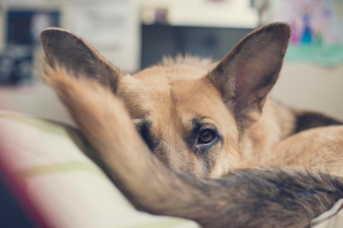 why do dogs chase their tails