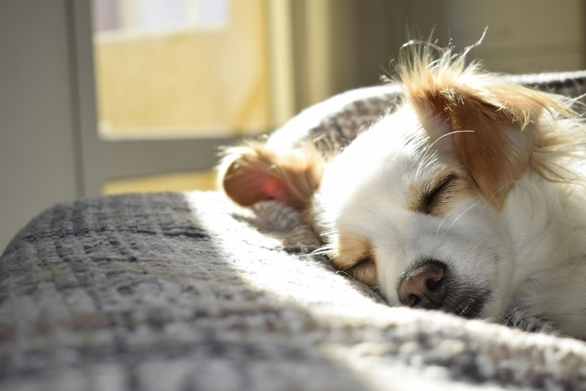 why do dogs sleep so much