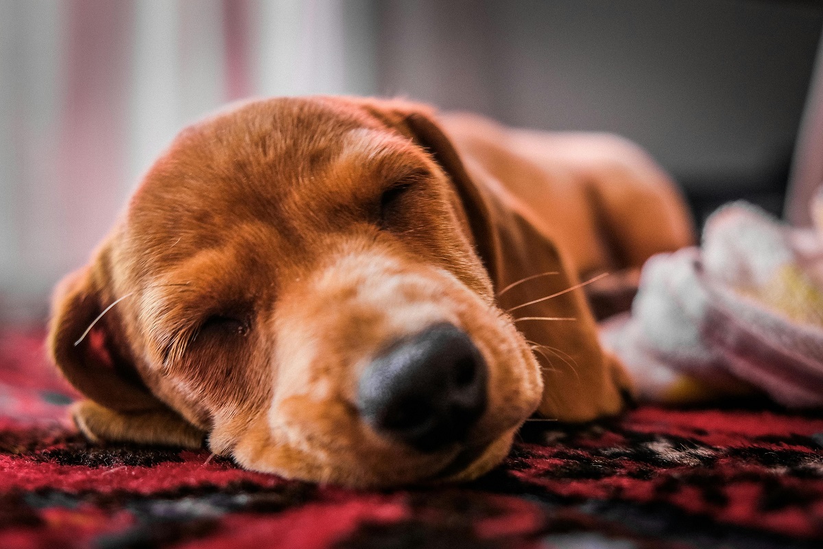 what do dogs dream about