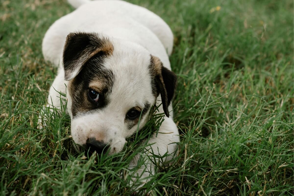 why do dogs eat grass