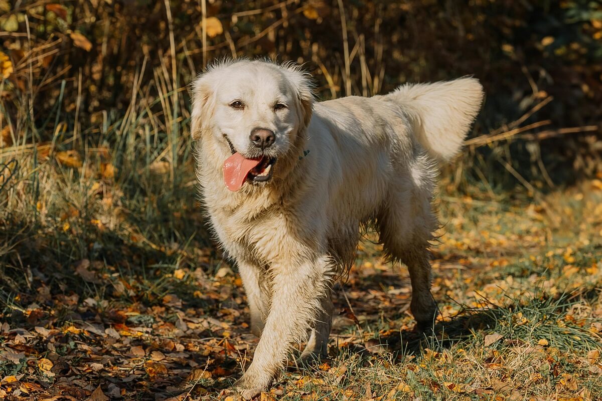 why do dogs wag their tails