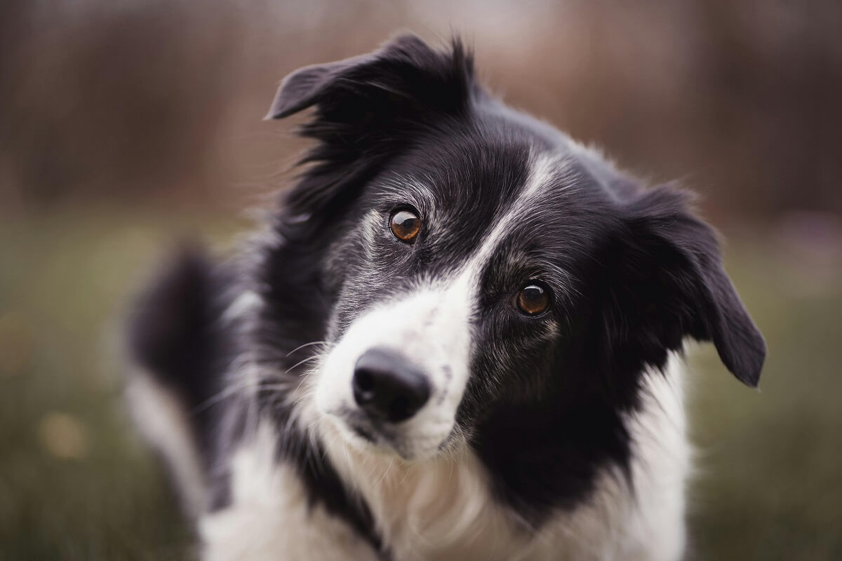 why do dogs tilt their heads