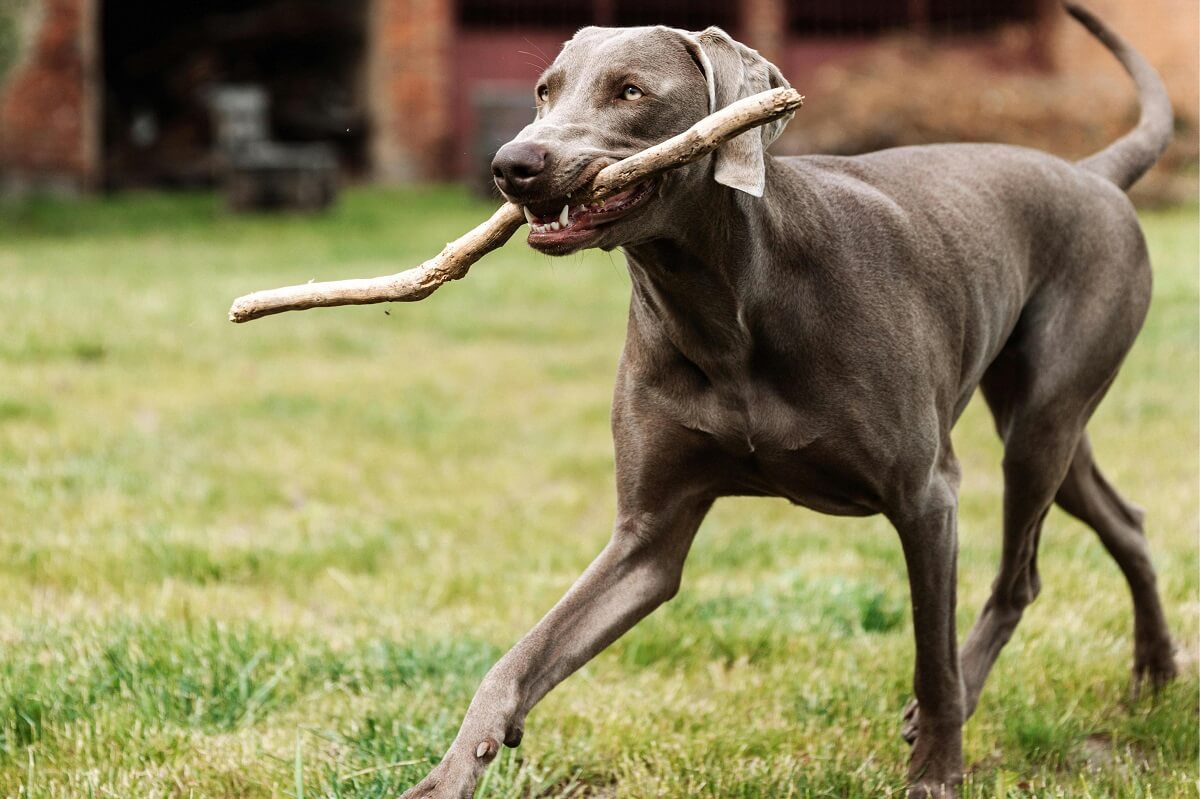 why do dogs like sticks