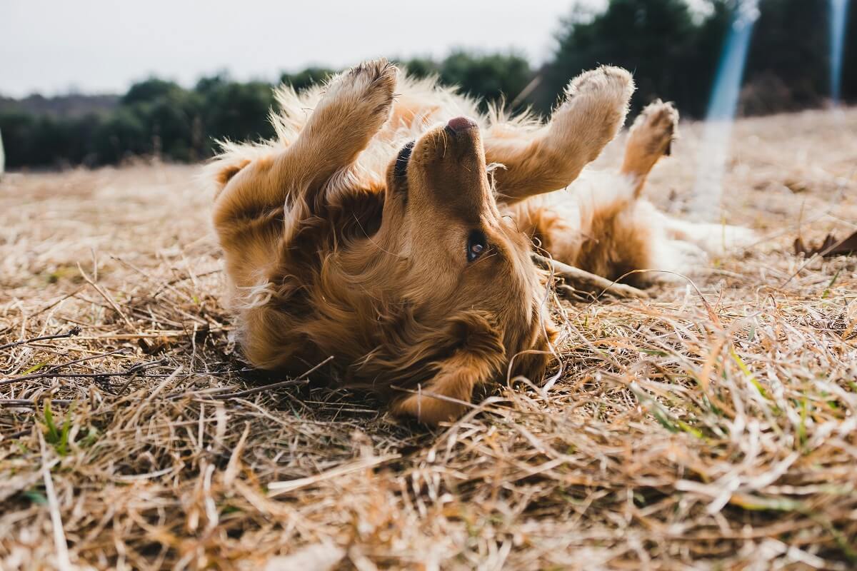 why do dogs get the zoomies