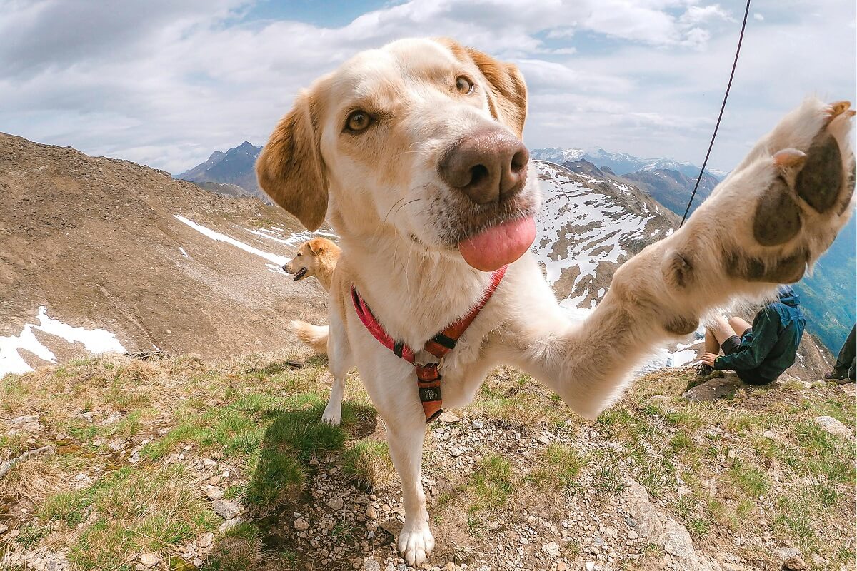 why do dogs bite their paws